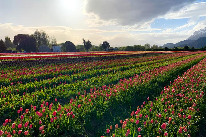 Campo de Tulipanes en Trevelin - Patagonia Argentina