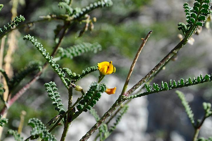 Flora Nativa - Especies patagónicas